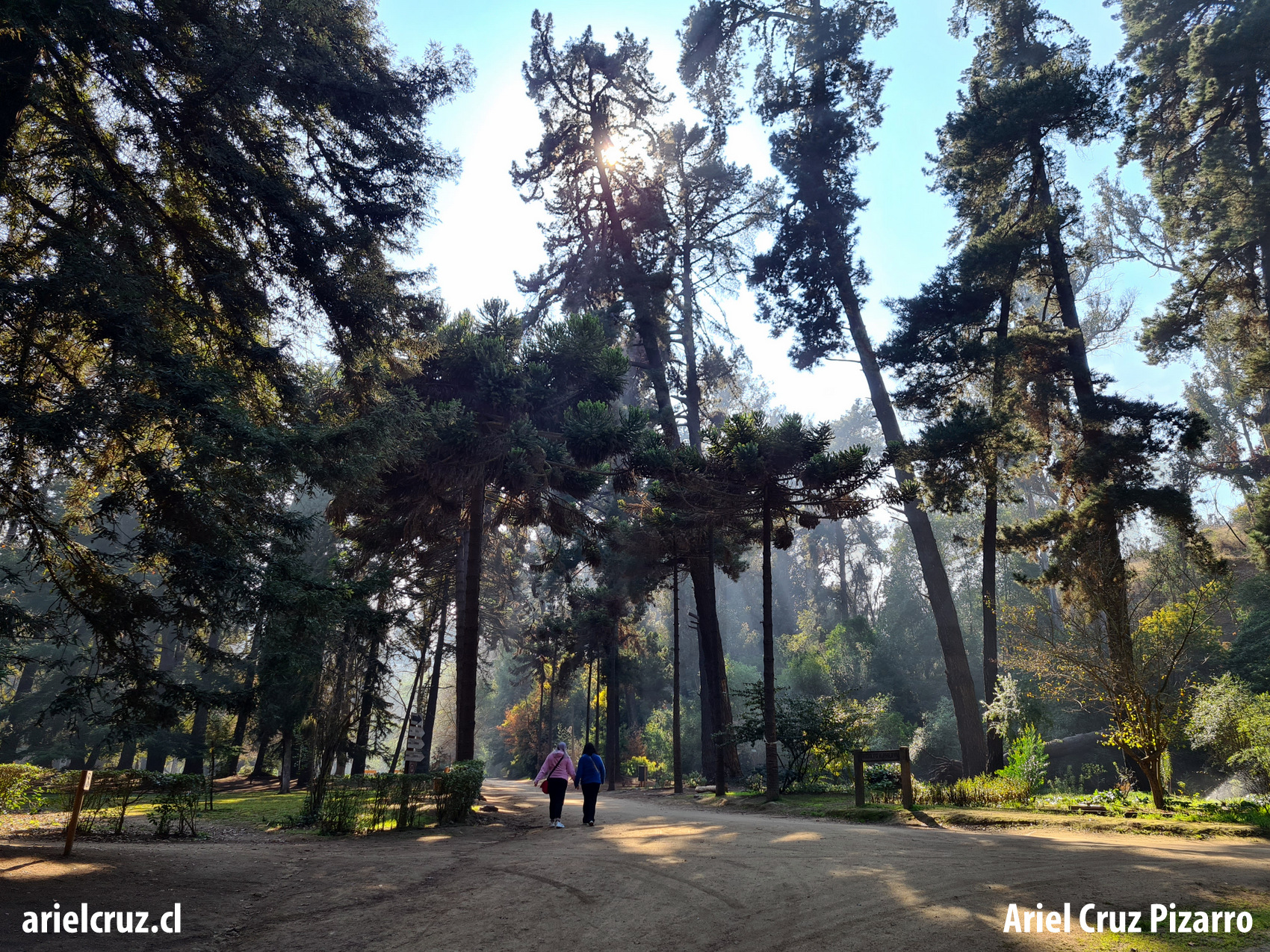 jardín botánico viña del mar