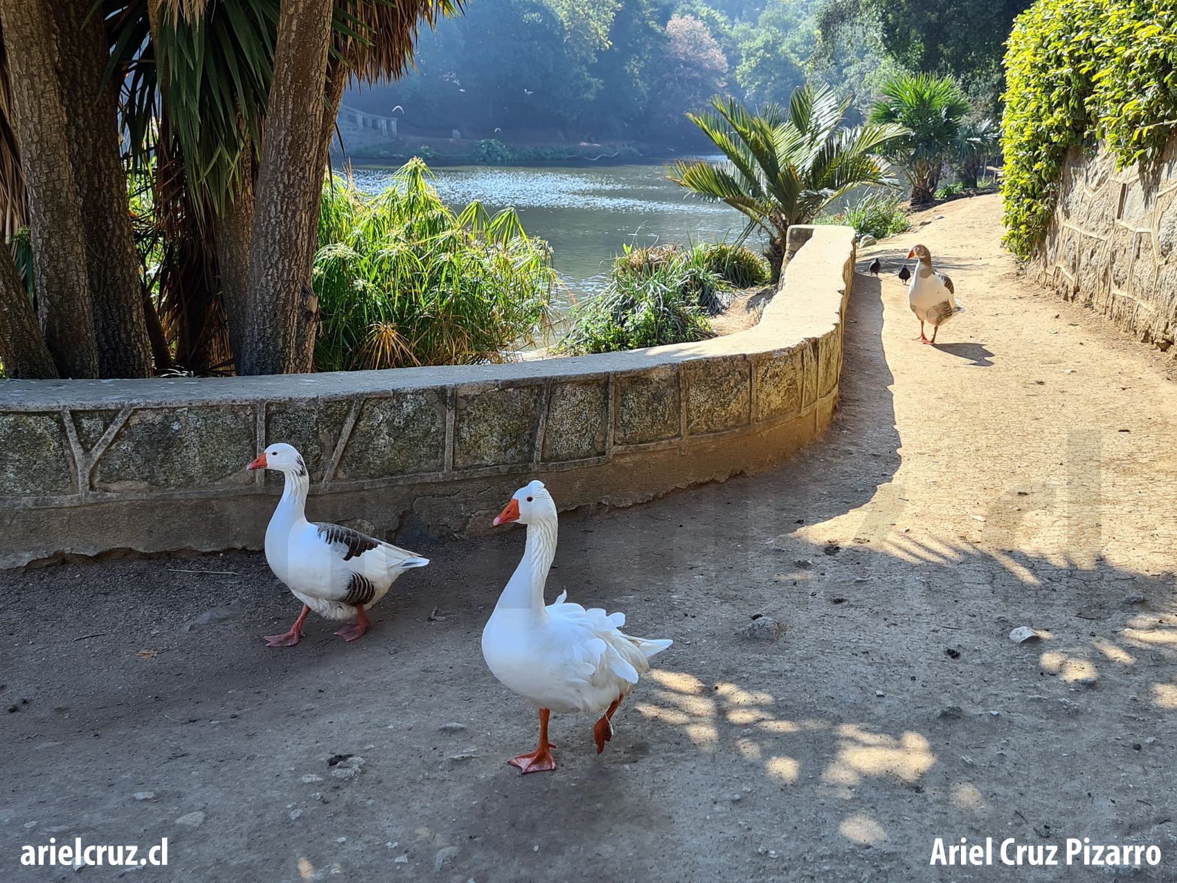 jardín botánico viña del mar